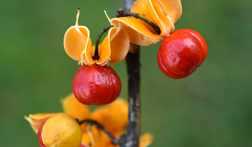 What does feeling bittersweet mean?