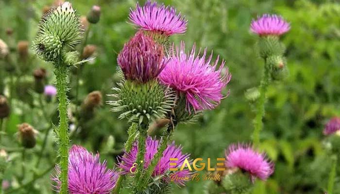 حليب الشوك: 10 فوائد مذهلة وأضراره وكيفية استخدامه