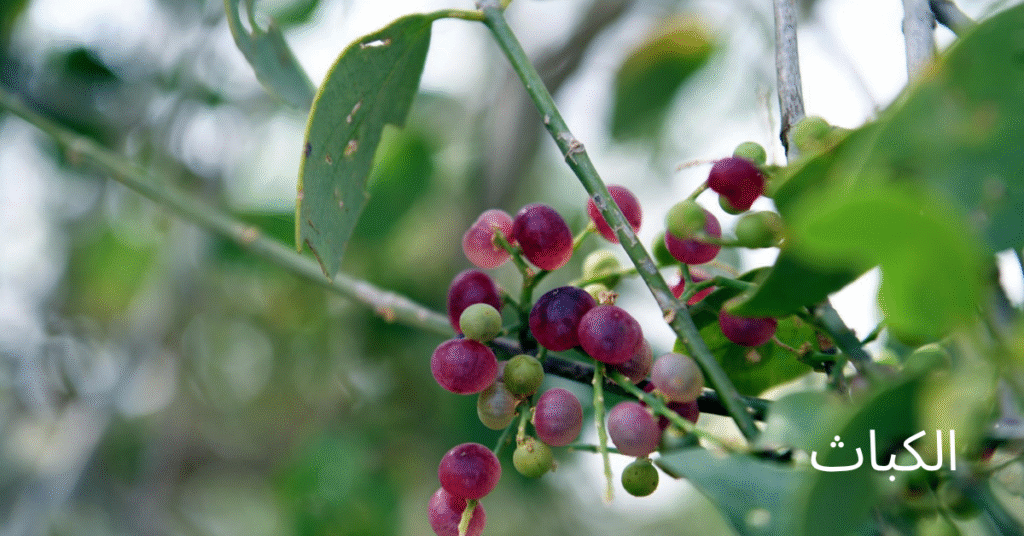 شجرة الكباث