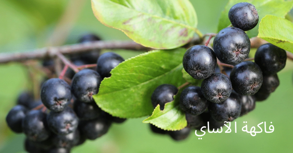 فاكهة الآساي