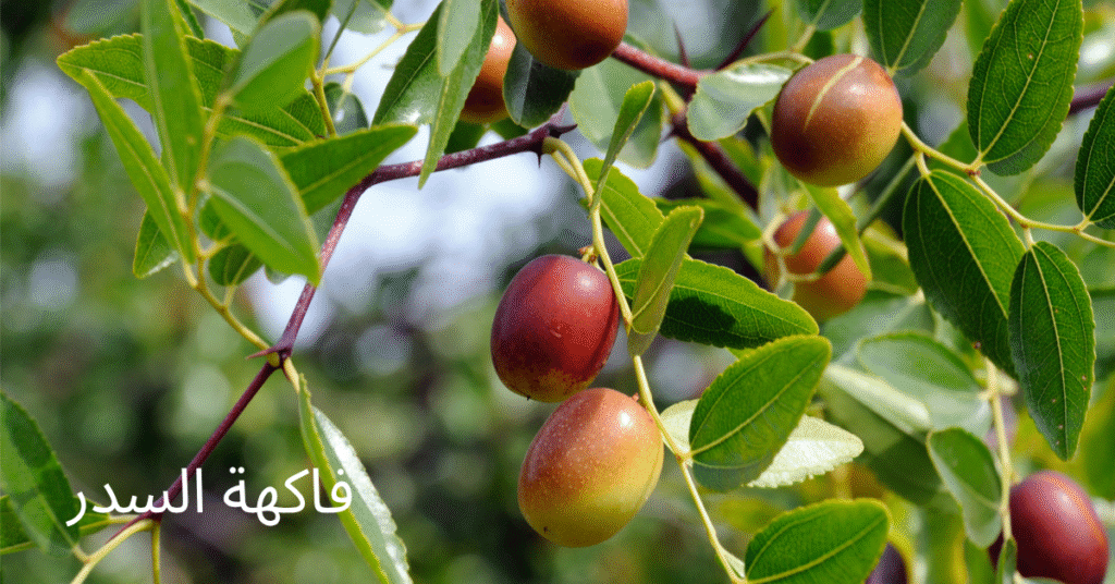 فاكهة السدر والنبق والكنار