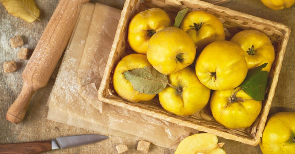 فوائد السفرجل: دليلك الشامل لفوائد السفرجل للحامل والجنين والمعدة