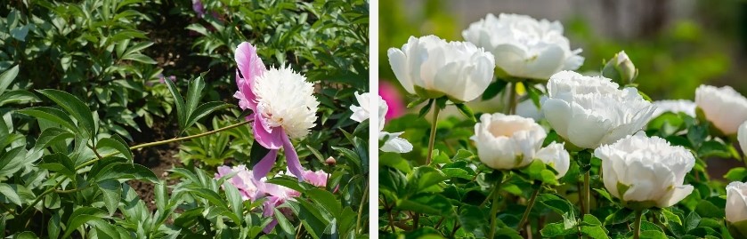 ما هي عشبة الفاوانيا - زهرة الفاوانيا الوردية بتفاصيلها