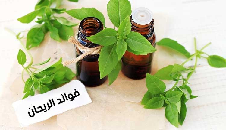 أوراق الريحان الطازجة تُستخدم لتحسين الصحة والجمال